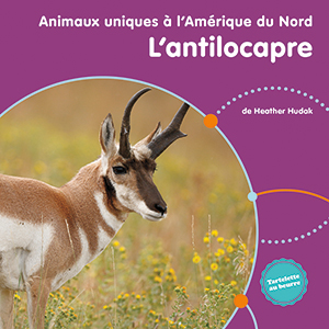 Cover Art for L’antilocapre