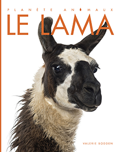 Cover Art for Le lama