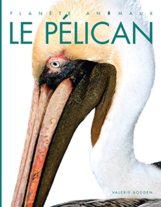 Cover Art for Le pélican