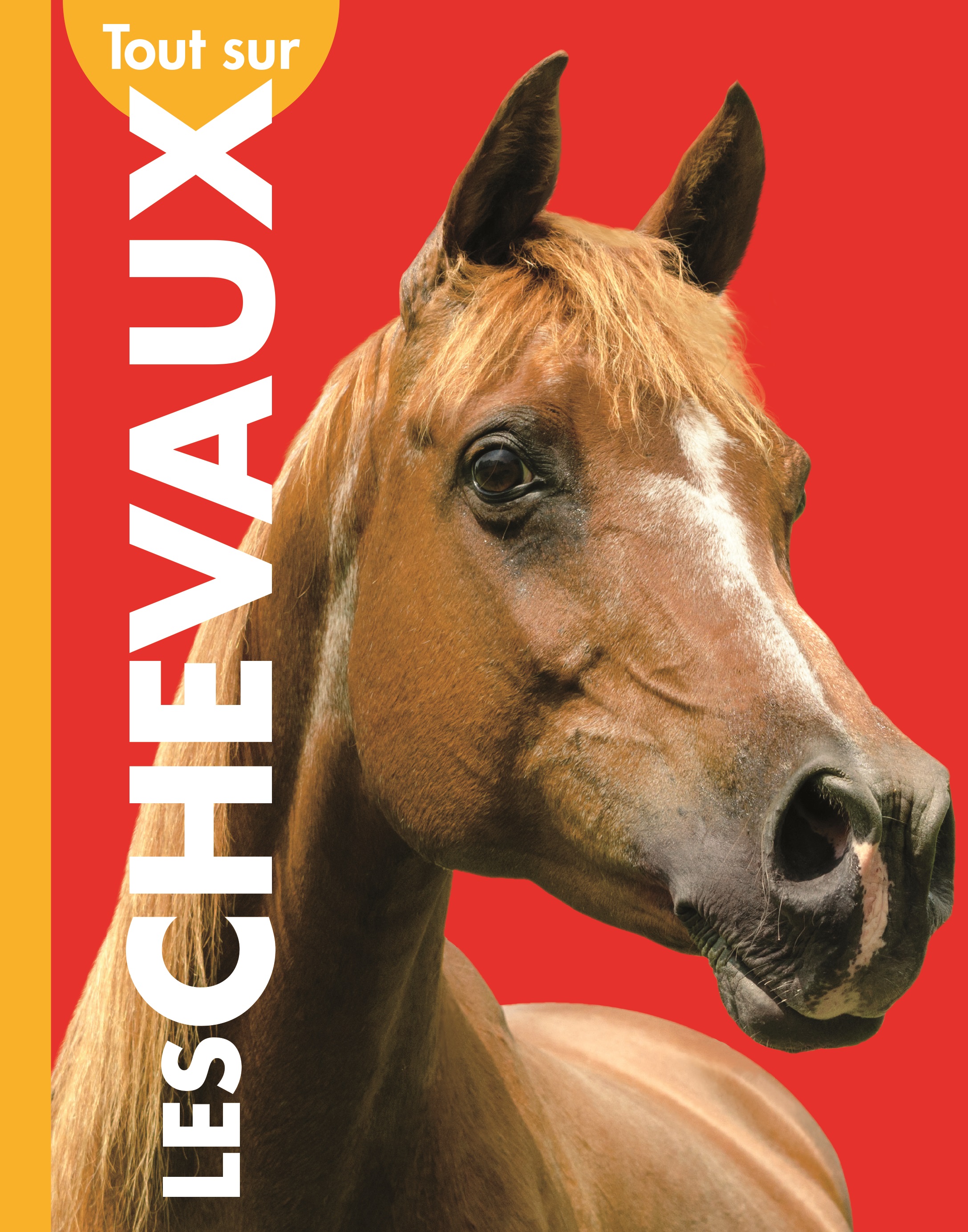 Cover Art for Tout sur les chevaux