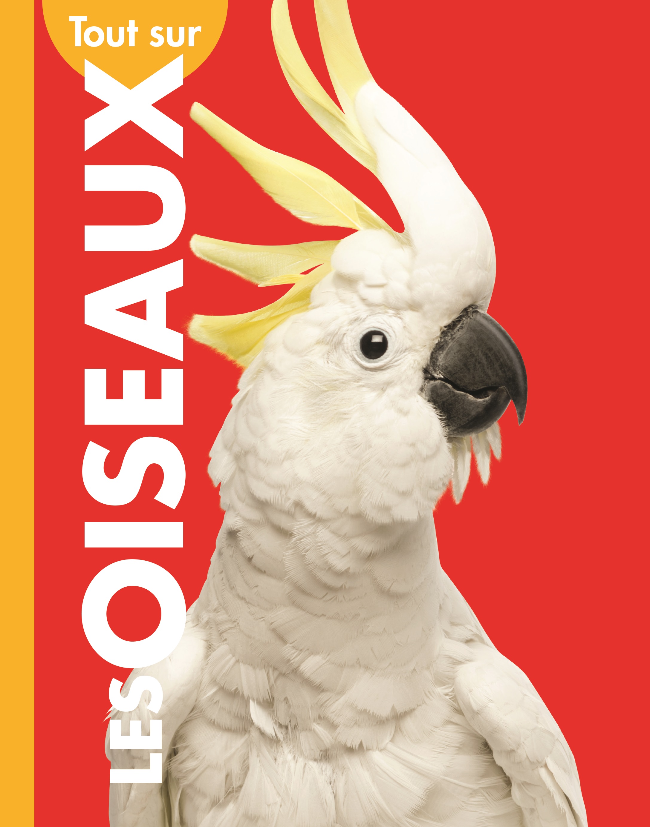 Cover Art for Tout sur les oiseaux