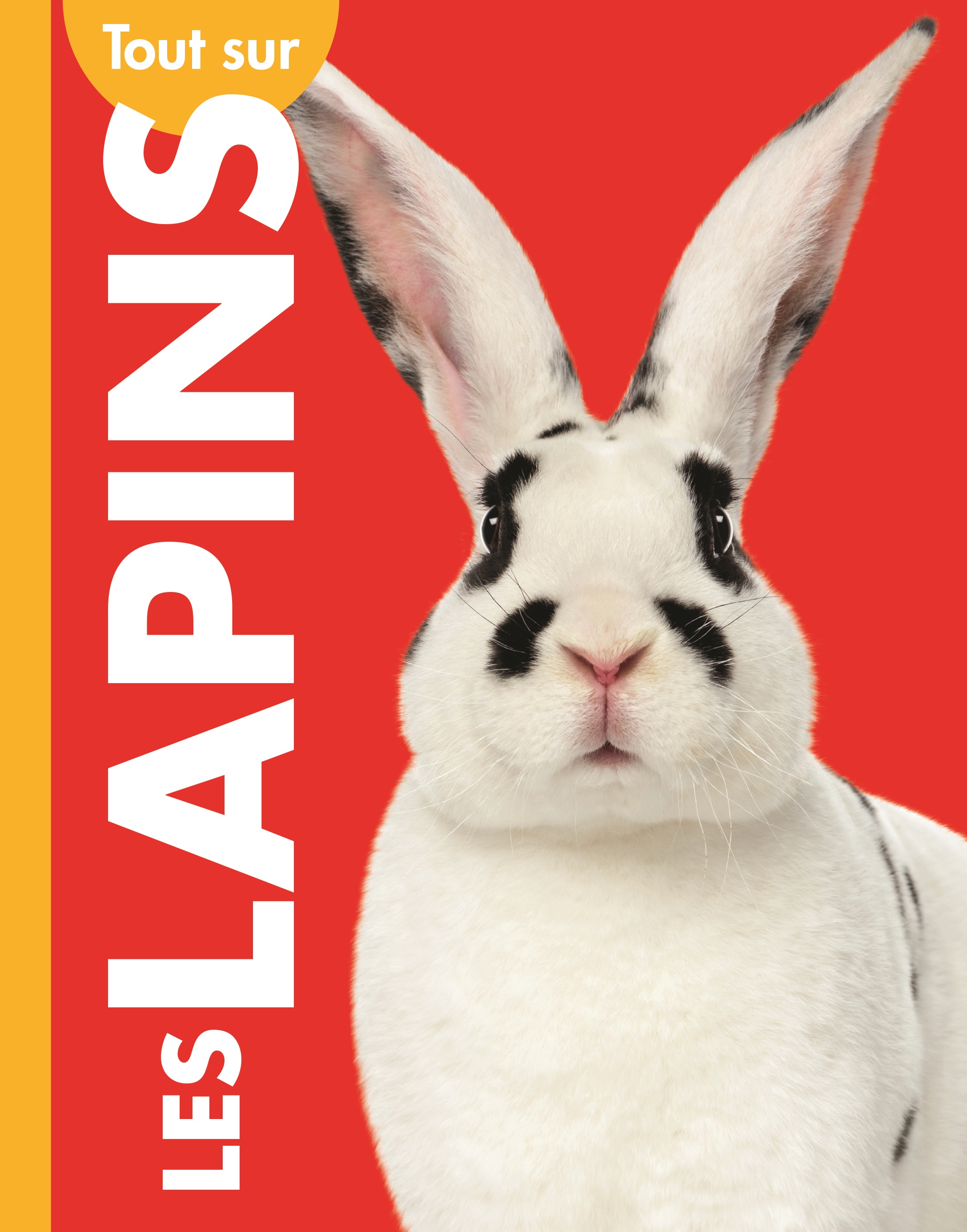 Cover Art for Tout sur les lapins